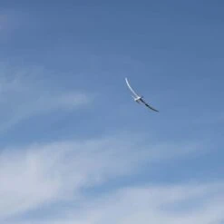 E-Flite Night Radian 2.0m BNF Basic -Aircraft Model EFL36500 A07 01RJSQ3Y